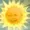 T0TALHUMAN's icon