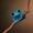 FetalBeetle07734's icon