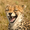 Cheetah2's icon