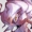 T00b1a5's icon