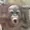 Chipazu's icon