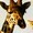 XGoldenGiraffe's icon